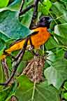 male northern oriole (baltimore) on nest